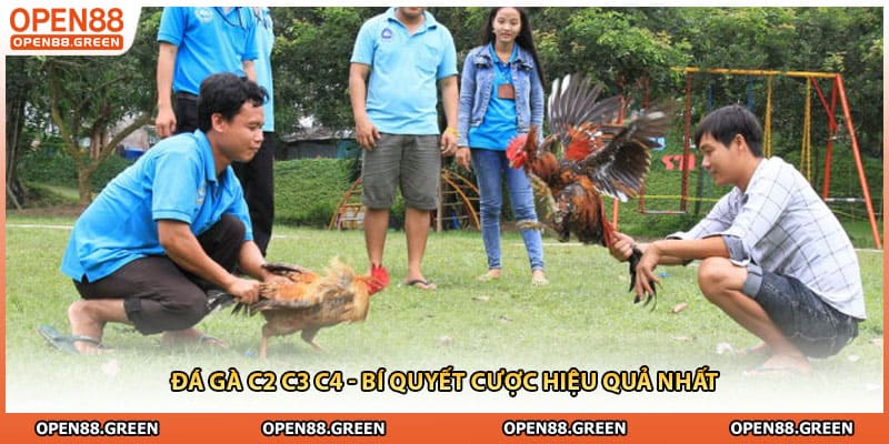 Đá Gà C2 C3 C4 - Bí Quyết Cược Hiệu Quả Nhất