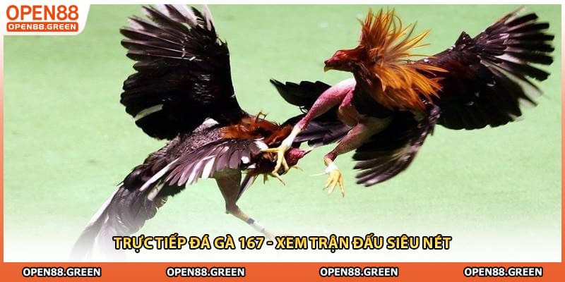 Trực Tiếp Đá Gà 167 - Xem Trận Đấu Siêu Nét